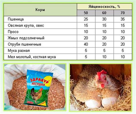 Рацион кур для поддержания здоровья перьев и предотвращения распространения паразитов