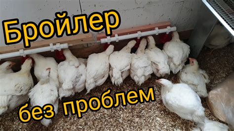 Регулярное наблюдение и уход за курятником