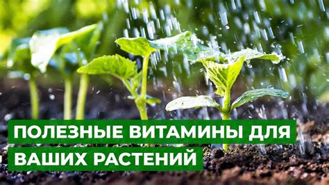 Регулярное увлажнение и подкормка мимозы