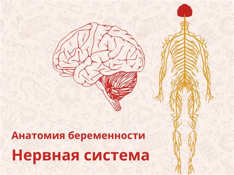 Регуляция беременности: влияние гормональных изменений