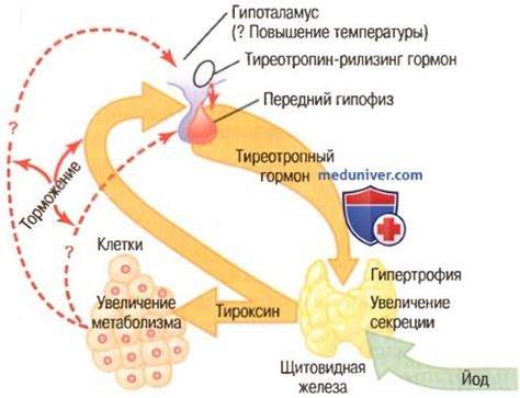 Регуляция выработки биологически активных веществ щитовидной железы