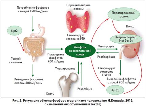 Регуляция обмена кальция и фосфора для поддержания здоровья сердечно-сосудистой системы