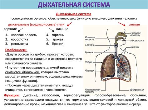 Результаты неподвижного дыхания в органах дыхания