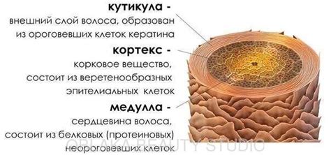 Ресницы: функции и структура