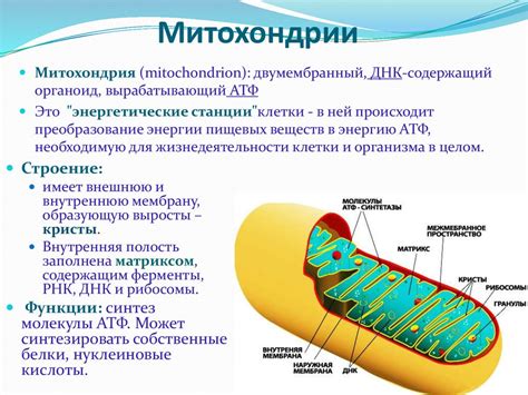 Рибосомы в митохондриях: особенности и важность