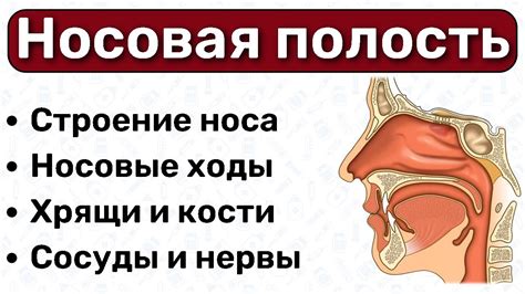 Риск заражения после эпиляции в носовой полости