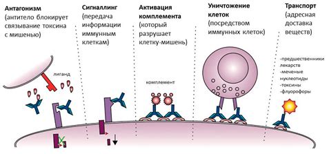 Роль антинуклеарных антител в организме растущего ребенка