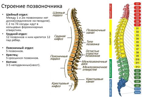 Роль верхних шейных позвонков в нормальном функционировании организма человека