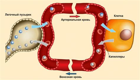 Роль гемоглобина в организме: функция переноса кислорода и удаления углекислого газа