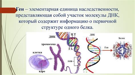 Роль генетического материала в наследовании и изменчивости организмов