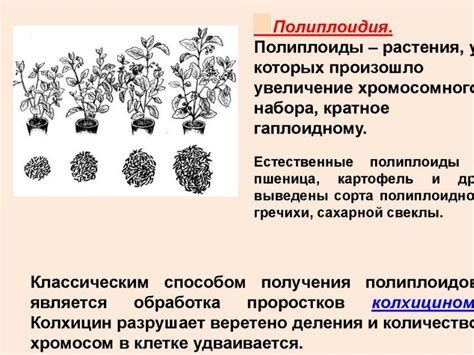 Роль генетического скрещивания в создании новых сортов деревьев