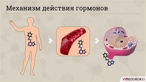 Роль гормонов в поведении собаки