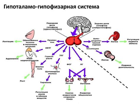 Роль гормонов в регуляции потребности в воде у китавы