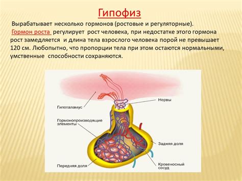 Роль гормонов в формировании доминантного фолликула