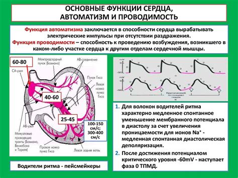 Роль жизненного образа в работе сердца