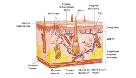 Роль знания анатомии и физиологии кожи в профессии косметолога