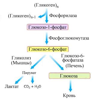 Роль инозитола в поддержании нормального уровня глюкозы и снижении гликемии