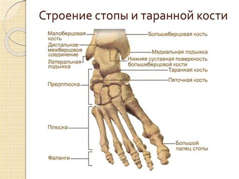 Роль и важность арки стопы в работе голеностопного сустава