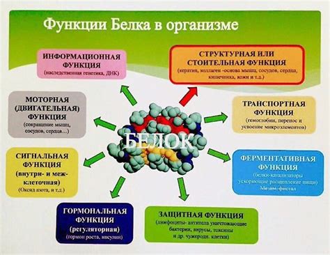 Роль клеточного белка в организме ребенка и потенциальные нарушения его уровня