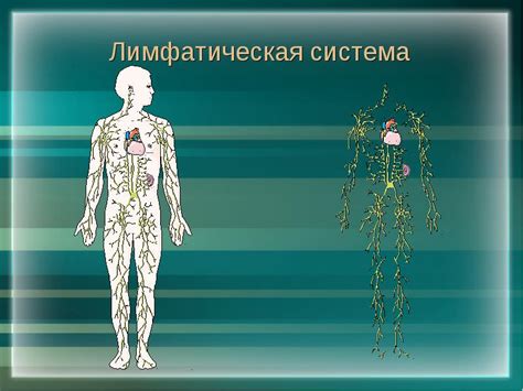 Роль медикаментозной терапии при нарушении функционирования лимфатической системы