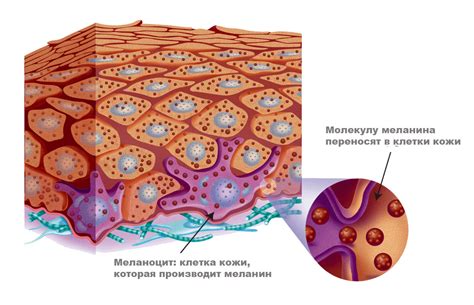 Роль меланина в формировании пигментных образований