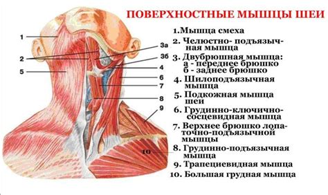 Роль мышц шеи в общей пропорции тела