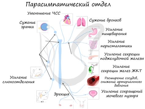 Роль нервной контролирующей системы в приспособлении к физической активности