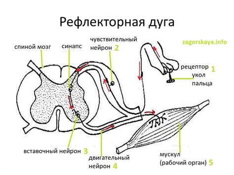 Роль нервной системы в возникновении слюноотделительного рефлекса