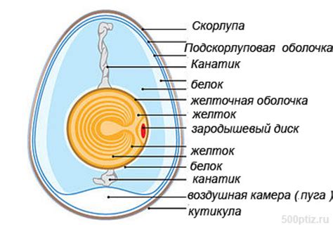 Роль оплодотворения в развитии куриного яйца