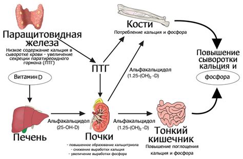 Роль паращитовидных желез в регуляции уровня кальция в организме