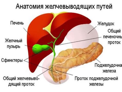 Роль печени в работе желчного пузыря