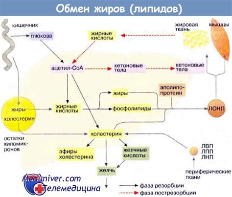 Роль питания в повышении содержания атерогенных липидов у женщин