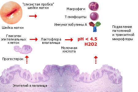 Роль пороговых значений в оценке микрофлоры