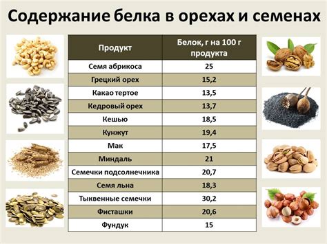 Роль протеина в организме и его содержание в орехах