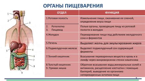 Роль системы пищеварения в организме