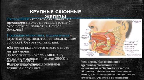 Роль слюны в функционировании пищеварительной системы