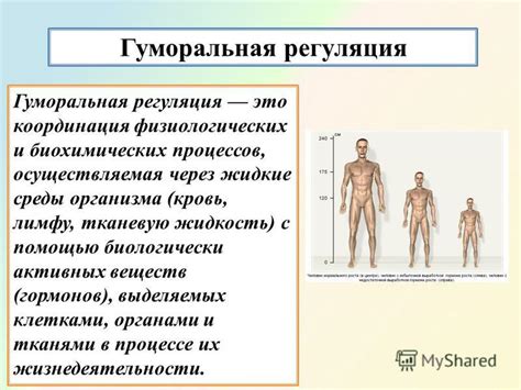 Роль сна в регуляции энергетических процессов и обновлении организма женщины