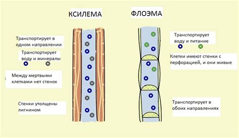 Роль спутниковых клеток в транспорте сахаров через флоэму растений