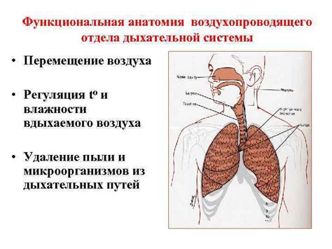 Роль теневых образований при дифференциальной диагностике заболеваний органов дыхательной системы