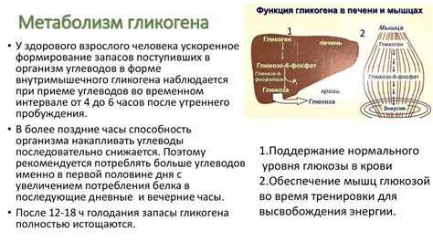 Роль углеводов в повышении содержания гликогена