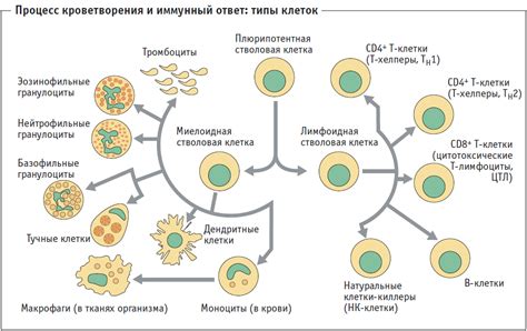 Роль фагоцитов и естественных киллеров в обороне организма от инфекций