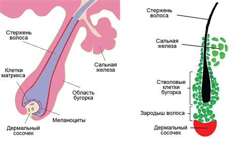 Роль фолликула в овариальных процессах