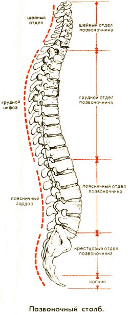 Роль этих позвонков в поддержании здоровья организма человека