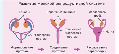 Роль яичников и их анатомическая структура