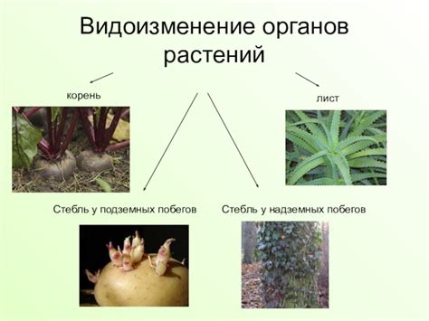 Сбор растений и подготовка подземных органов растений