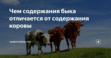 Сбор ресурсов для создания ограды и содержания быка