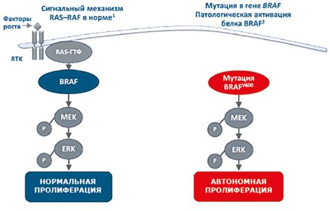 Связь между нарушением гена BRAF и появлением меланомы