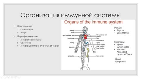 Связь между уровнем аскорбинки и работой иммунной системы