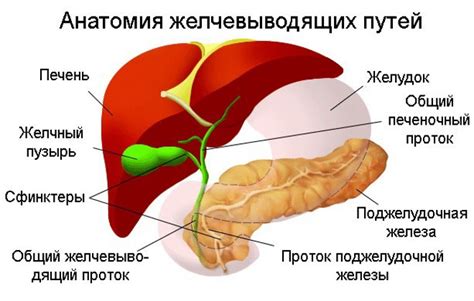 Связь печени с желчным пузырем