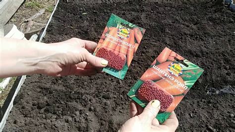 Севка семян и контроль глубины посадки морковки